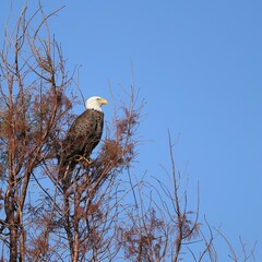 Majestic Bald Eagle Lake Apopka