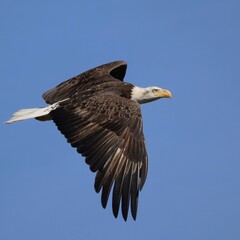Majestic Bald Eagle Lake Apopka