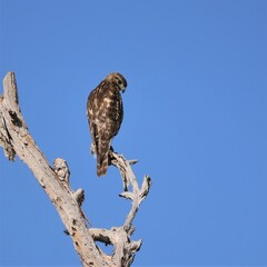 Red Shouldered Hawk Perched Hunting in Florida