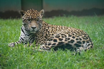 Close up of Jaguar in Villahermosa, Mexico