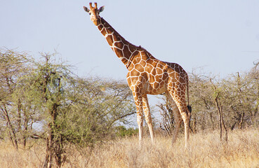 Giraffe in Samburu National Reserve, Kenya