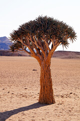 Succulent Karoo in Swakopmund, Namibia