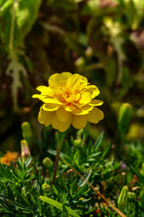Yellow flowers of flowering plants close-up on a blurred background