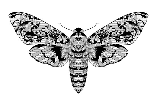 Moth. Lace floral pattern on the wings. Vector illustration