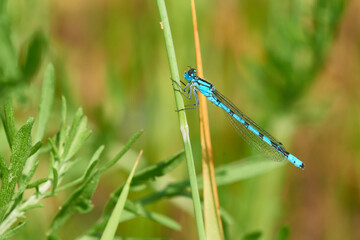 	
Gemeine Becherjungfer (Enallagma cyathigerum) Männchen	
