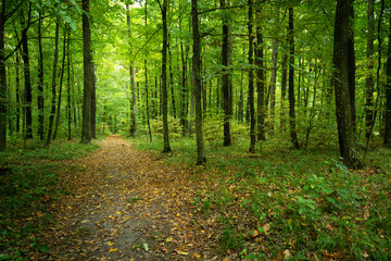 Path in a green deciduous forest, summer view