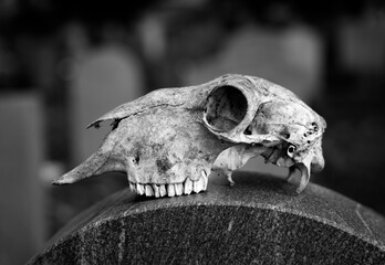 Ein gruselig, schöner, makaberer Schädel eines europäischen Rehs auf einem Grabstein. Der Fund...