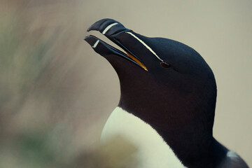 Razor Bill - Close up of beak.
