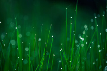 Blades of grass in drops of morning dew. very soft selective focus. natural lovely green background