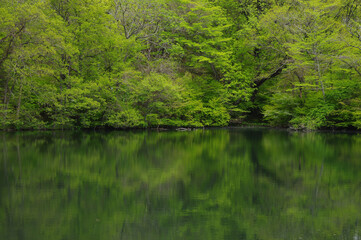 新緑を映す井富湖