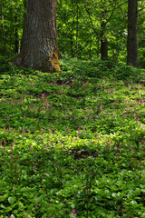 カラマツ林の林床に咲くベニバナイチヤクソウ