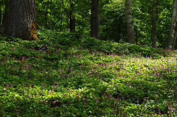 カラマツ林の林床に咲くベニバナイチヤクソウ