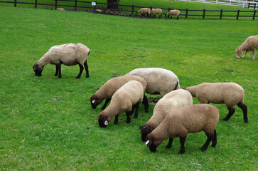 まきば公園の放牧された羊