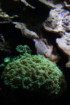 Candy Cane Coral Photographed Under Water with Other Corals and Living Things