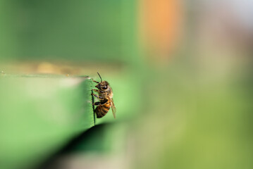 honey bees