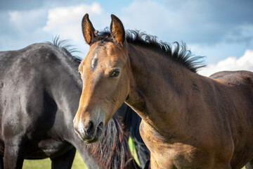 A young brown horse in the herd eats grass