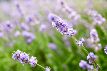 Blooming lavender in the garden
