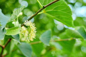 Flowers on the branches of a blooming linden close-up