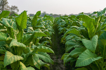 View of a young green tobacco plant in a field View of evening tobacco fields in rural Thailand agricultural crops