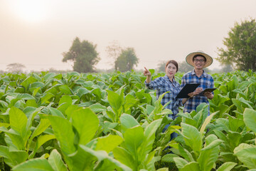 Young Asian male and female farmers in tobacco plantation to check yield for young farmers growing tobacco and farm agribusiness concept