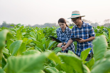 Young Asian male and female farmers in tobacco plantation to check yield for young farmers growing tobacco and farm agribusiness concept