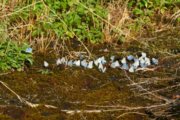Vogelwicken-Bläuling (Polyommatus amandus) Männchen	