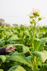 Male plantation owner inspecting tobacco leaves Agricultural males in tobacco fields are touching the leaves in the field to check quality and size before harvesting to meet industry standard quality.