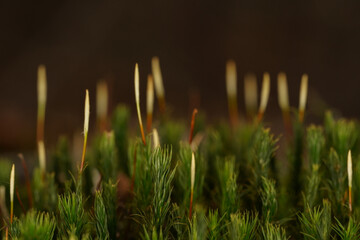 Close up of green moss on the forest floor