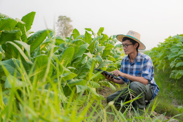 Asian male farmer using tablet to test tobacco leaves and choose a new cultivation method Young farmers and tobacco farming, agribusiness concept