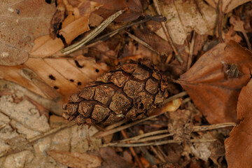 Autumnal background of a forest floor with pine cones, pine needles and brown beech leaves