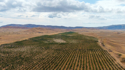 Sonyachna Dolyna, Crimea. Fields of vineyards. Coast of the Black Sea, Aerial View