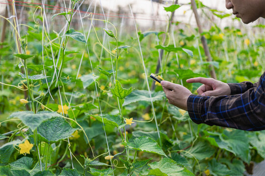 An Asian male farmer uses a smartphone to take pictures of eggplant and cucumber plants for online delivery. Young farmer and vegetable farming, agribusiness concept