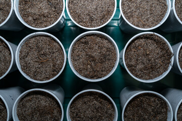 Close up of prepared cups with soil for sowing vegetables