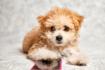 Maltipoo puppy lies near a smartphone on a gray background. Close-up, selective focus