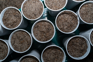 Cups seeded with vegetables in spring
