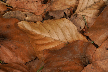 Fototapeta na wymiar Autumnal background with brown beech leaves on the forest floor