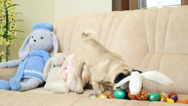A funny pug puppy is looking for food among Easter painted eggs. Rabbit ears on a pet's head