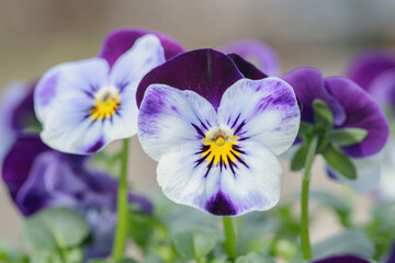 Pansy blossom in light and dark purple nuances.