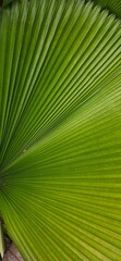 Obraz premium green leaf