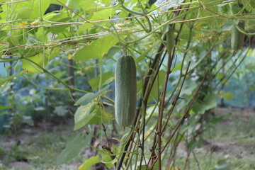 A cucumber garden is a plot of land specifically designated for growing cucumbers.It is a popular vegetable and are often grown in home gardens due to their ease of cultivation and delicious taste.