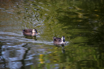 波紋を残しながらこちらに泳いでくるカモ