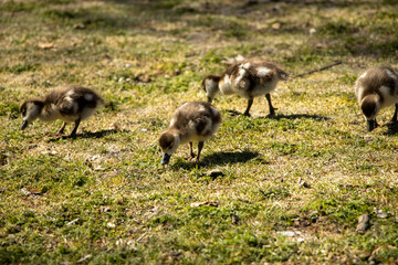Small Nile goose hatchlings eating in a park