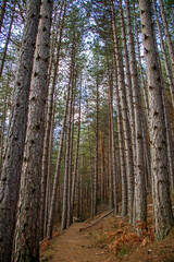 Mountain path through a pine forest