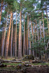 Lush pine forest in La Pedriza