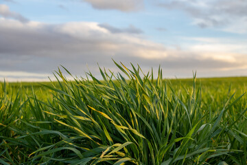 Close-up of barley shoots in a cultivation field