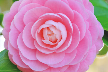 椿の花のクローズアップ