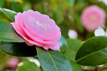 椿の花のクローズアップ