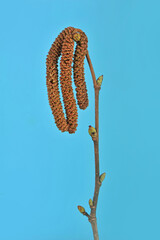Young blooming long catkins on alder tree branch in early spring on a blue background