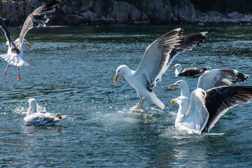 Sea gulls fighting over foot at sea.