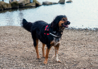 Black Hovawart sitting and going for a walk on the shore of the lake